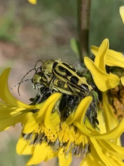 Ochraethes cinereolus