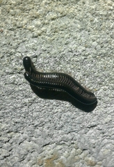 Ommatoiulus moreleti