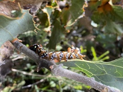 Psalidostetha banksiae