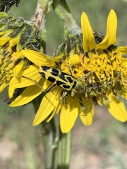 Ochraethes cinereolus