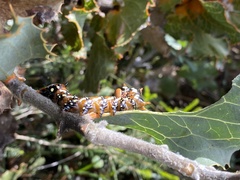 Psalidostetha banksiae