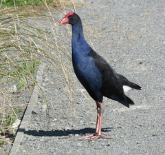 Porphyrio melanotus melanotus