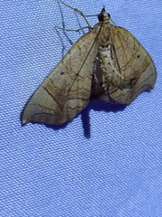 Eulithis diversilineata