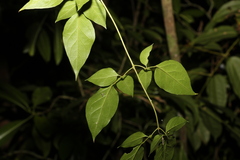 Jasminum dallachyi