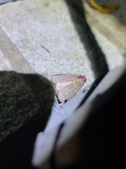 Galgula partita