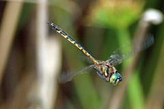 Hemicordulia australiae