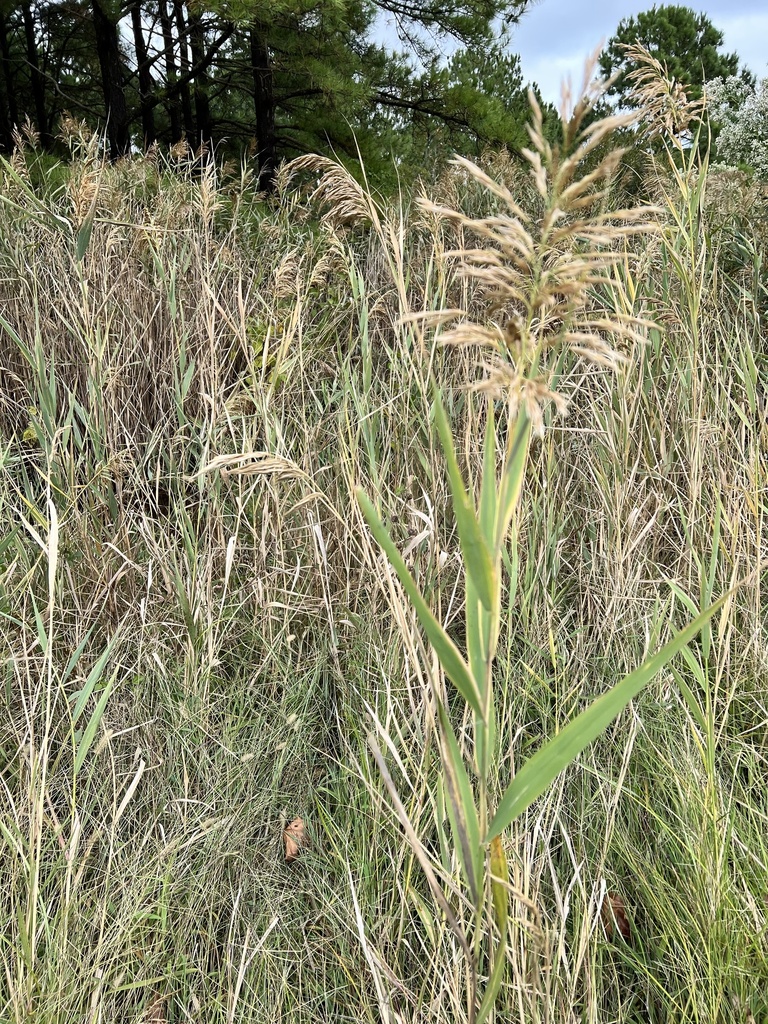 European reed from Donnell Jones Rd, Sherwood, MD, US on September 15 ...
