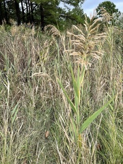 Phragmites