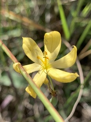 Sisyrinchium