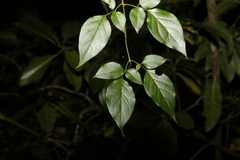 Jasminum dallachyi