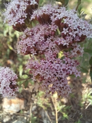 Stevia viscida