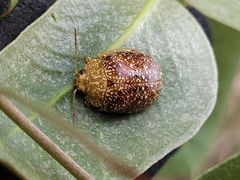 Paropsis