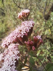 Stevia viscida