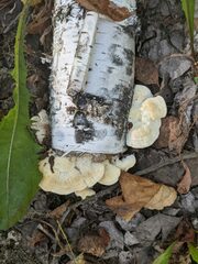 Fomitopsidaceae