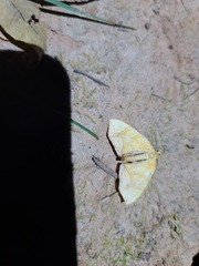 Eulithis diversilineata