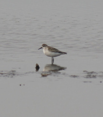 Calidris pusilla