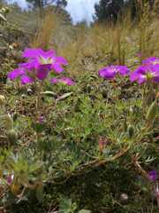 Geranium potentillifolium