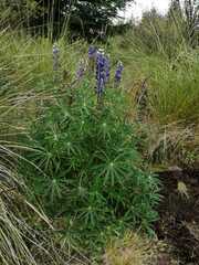Lupinus montanus