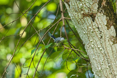 Polioptila bilineata