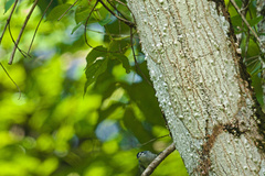 Polioptila bilineata