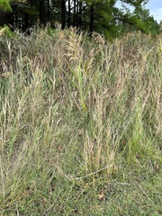 Phragmites
