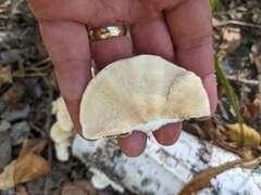 Fomitopsidaceae