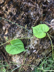 Matelea carolinensis