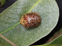 Paropsis