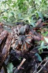 Dugesiella anitahoffmannae