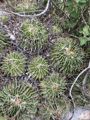 Echinofossulocactus lamellosus