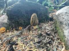 Morchellaceae