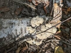 Fomitopsidaceae