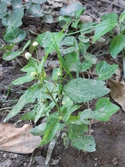 Acmella radicans
