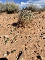 Pediocactus sileri