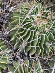 Echinofossulocactus lamellosus