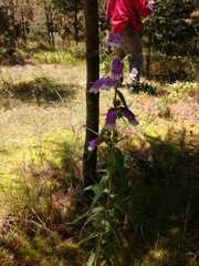 Penstemon gentianoides