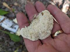 Fomitopsidaceae