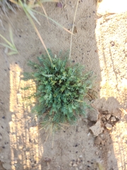 Astragalus wingatanus