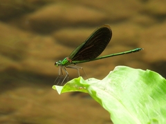 Neurobasis chinensis