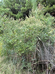 Myrica