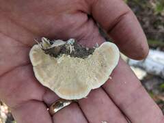 Fomitopsidaceae