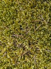 Pleurozium schreberi