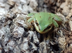 Hyla eximia