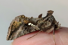 Autographa