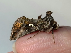 Autographa