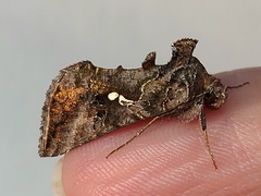 Autographa