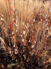 Salix alaxensis
