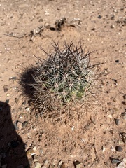 Pediocactus sileri