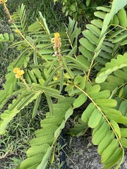 Senna alata