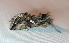 Autographa